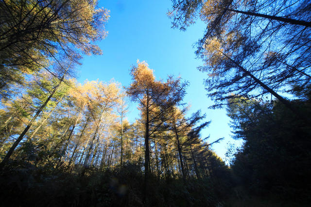湘西，龙山，色彩，秋色，林场，落叶松，景色