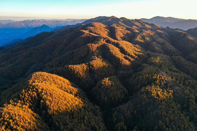 湘西，龙山，色彩，秋色，林场，落叶松，景色
