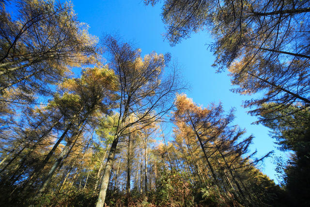 湘西，龙山，色彩，秋色，林场，落叶松，景色