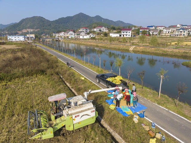 秋收 晚稻 村民 打包装车 娄底