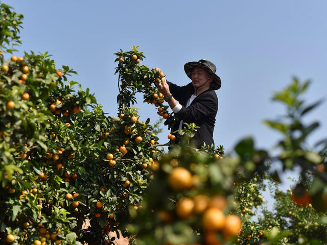 柑橘  乡村振兴  产业发展  农民增收  就业  合作社  经济发展   基地  水库资源