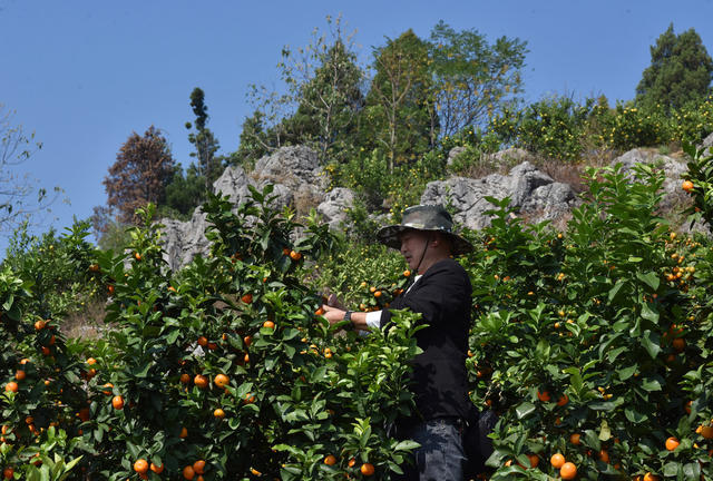 柑橘  乡村振兴  产业发展  农民增收  就业  合作社  经济发展   基地  水库资源