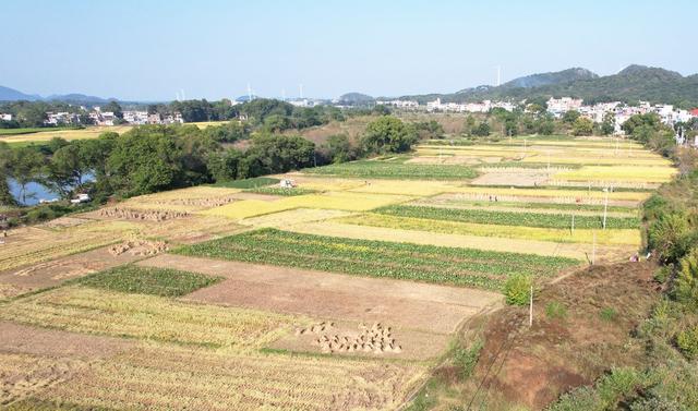 稻谷金黄  色彩斑斓。