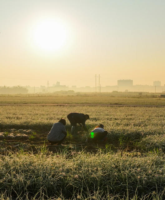 增收
农民
藠头
采收
