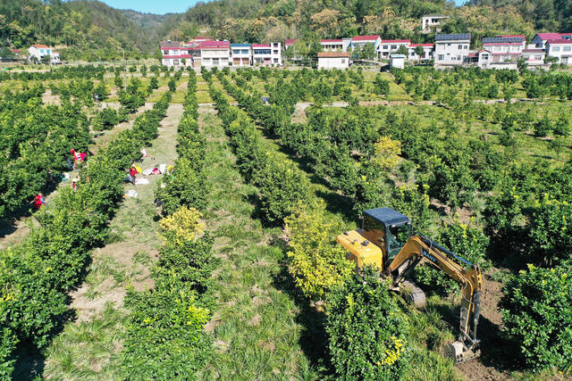 农业  山林地  中药材种植  石菖蒲  土地流转  务工增收。