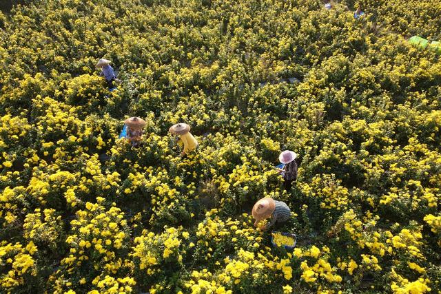 产业  菊花  加工  乡村振兴  观赏  金秋