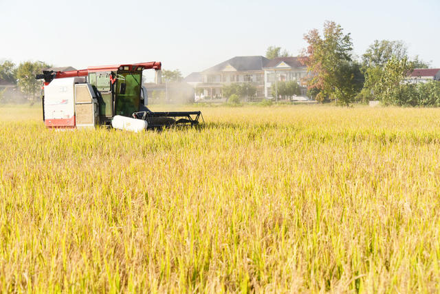 农业  粮食安全  晚稻生产  种粮大户  丰收季  收割机