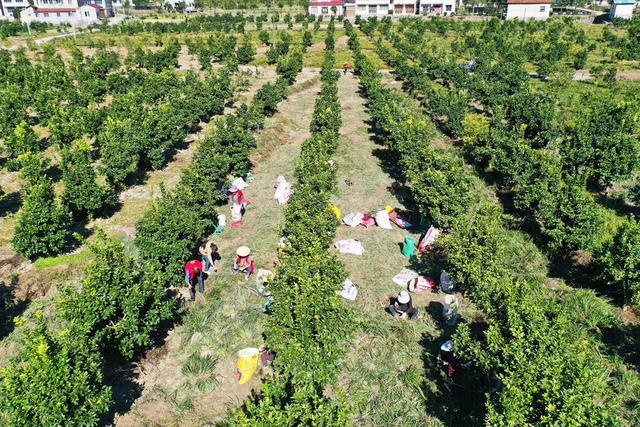 农业  山林地  中药材种植  石菖蒲  土地流转  务工增收。