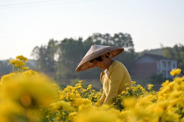 产业  菊花  加工  乡村振兴  观赏  金秋