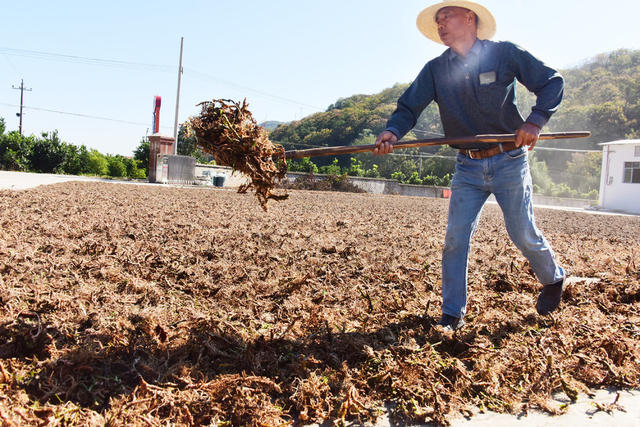 农业  山林地  中药材种植  石菖蒲  土地流转  务工增收。