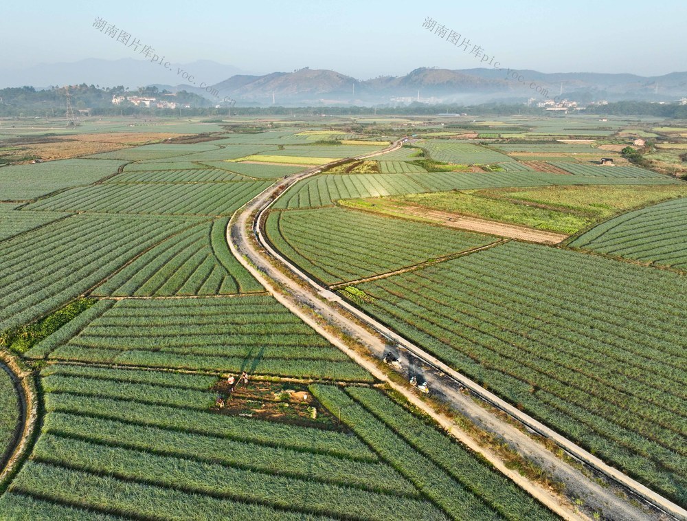 增收
农民
藠头
采收
