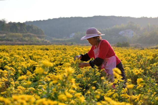 产业  菊花  加工  乡村振兴  观赏  金秋