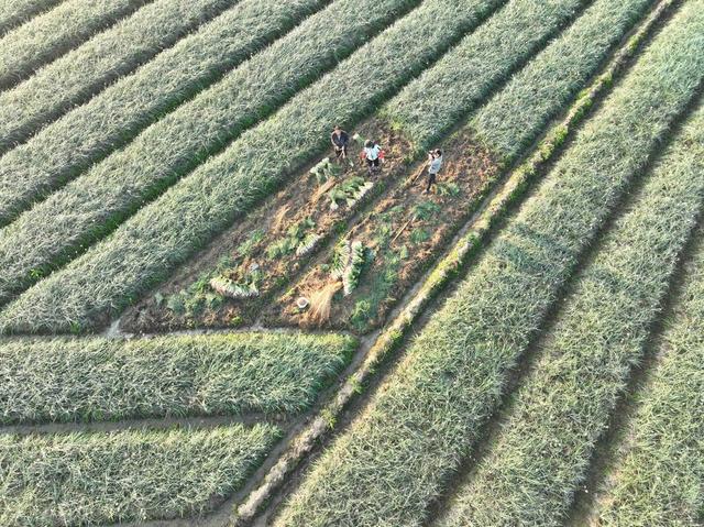 增收
农民
藠头
采收
