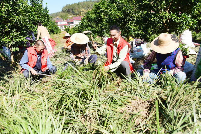 农业  山林地  中药材种植  石菖蒲  土地流转  务工增收。