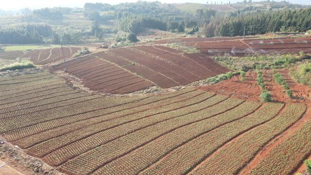 红皮萝卜 村民 增收产业