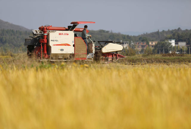 秋粮 收获 尾声