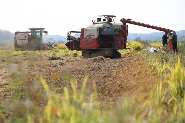 秋粮 收获 尾声