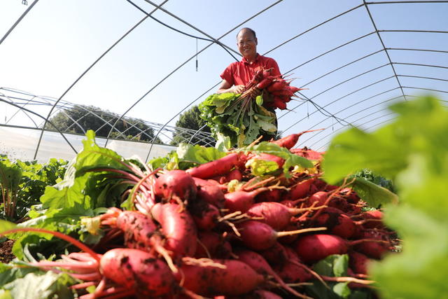 红皮萝卜 村民 增收产业