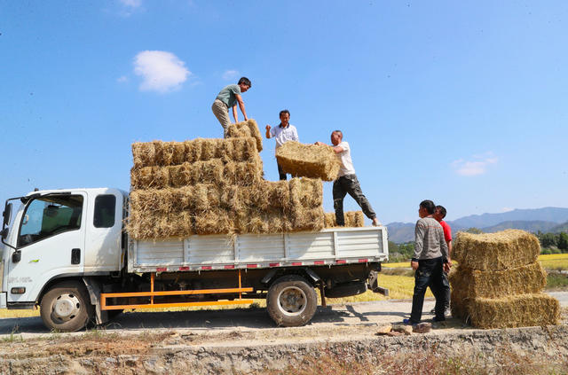 秸杆  回收  水稻  增收