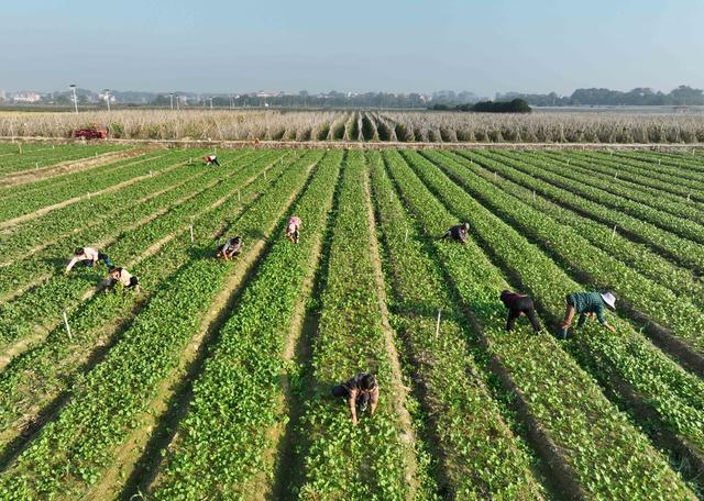 农业 农村 蔬菜  采收  菜篮子