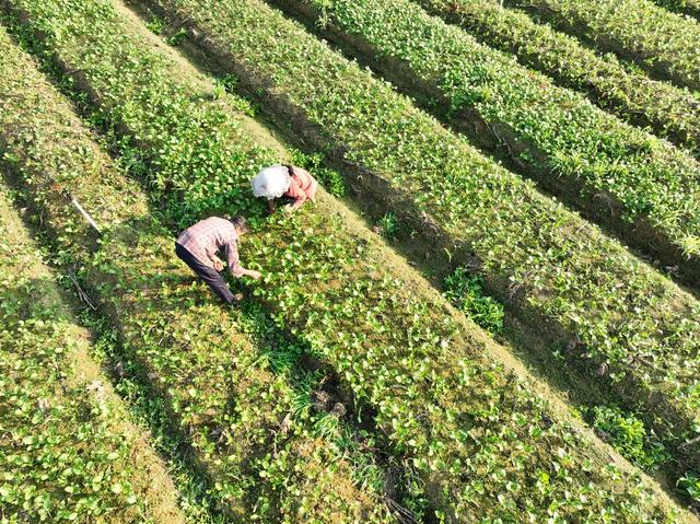农业 农村 蔬菜  采收  菜篮子