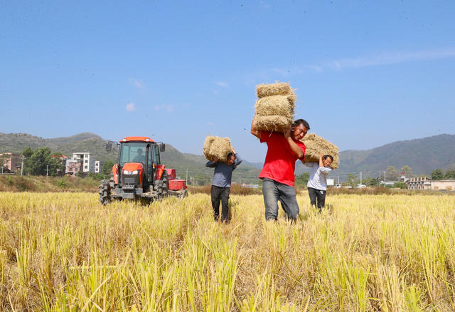 秸杆  回收  水稻  增收