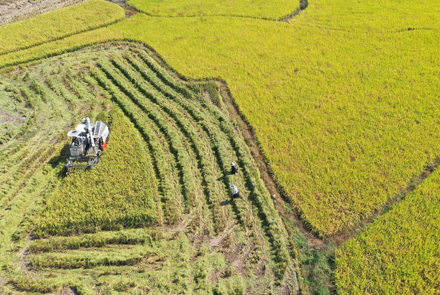 秋粮 收获 尾声