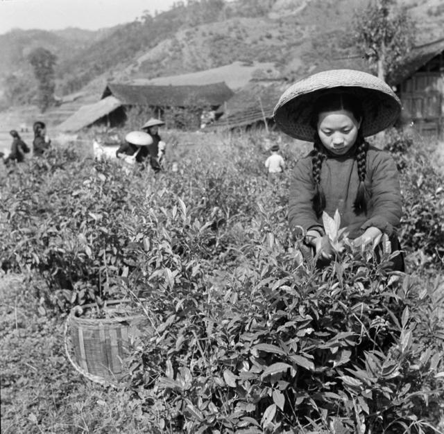 安化茶叶 安化红茶 安化黑茶