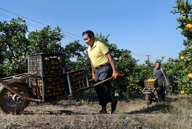 柑橘 柑橘园 果农 富民产业 农业  农村 农民  采摘  丰收  水果