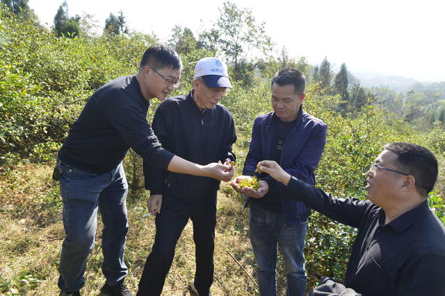 黄栀子   丰收    送交  经济