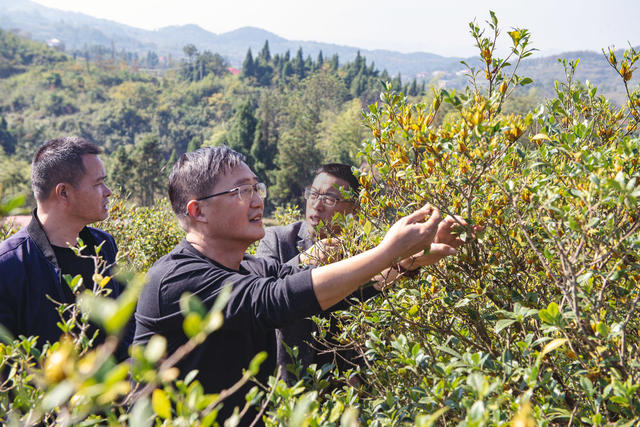 黄栀子   丰收    送交  经济