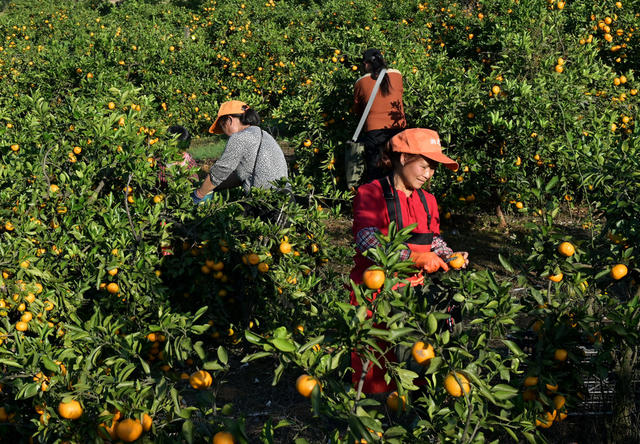 柑橘 柑橘园 果农 富民产业 农业  农村 农民  采摘  丰收  水果