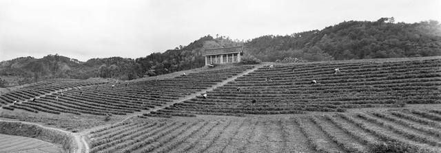 安化茶叶 安化红茶 安化黑茶