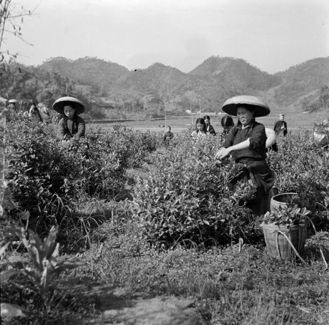 安化茶叶 安化红茶 安化黑茶