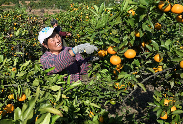 柑橘 柑橘园 果农 富民产业 农业  农村 农民  采摘  丰收  水果