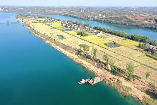 水稻  种植 丰收  产业  增收  乡村振兴