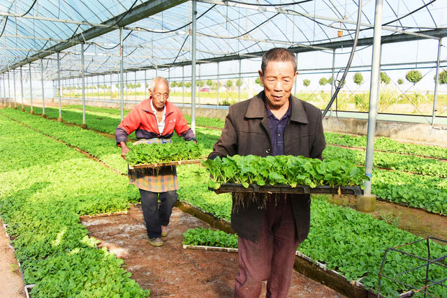 冬季农业  油菜生产  毯状育苗  机械化移栽  全程机械化生产
