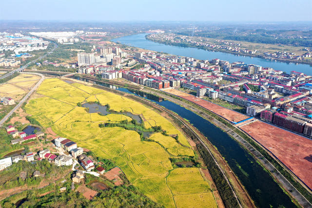 水稻  丰收  画卷  乡村振兴  三农  
田园  晚稻