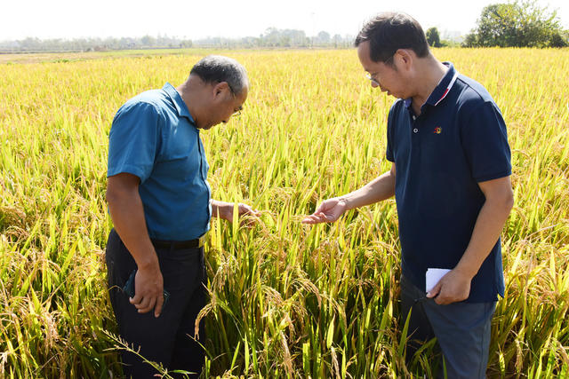 粮食安全  “三分地养活一个人”  高产绿色优质  超级杂交稻  核心示范片  测产验收