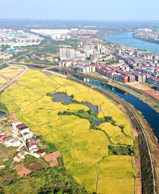 水稻  丰收  画卷  乡村振兴  三农  
田园  晚稻
