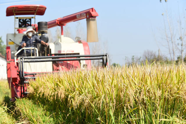 粮食安全  “三分地养活一个人”  高产绿色优质  超级杂交稻  核心示范片  测产验收