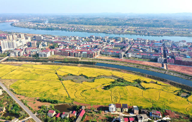水稻  丰收  画卷  乡村振兴  三农  
田园  晚稻