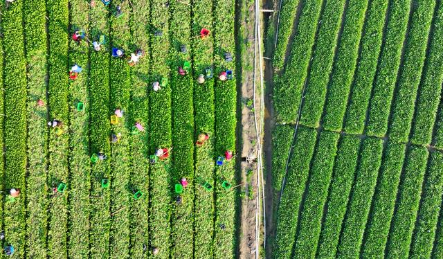 湖南  常宁  蔬菜  采摘