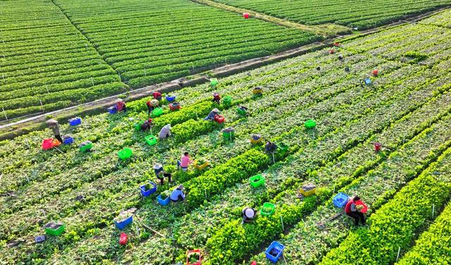 湖南  常宁  蔬菜  采摘