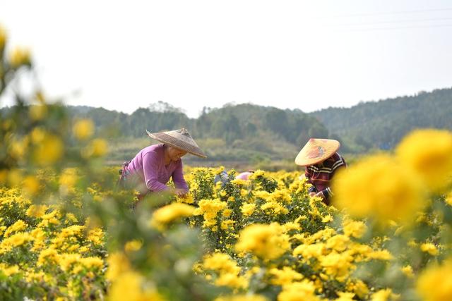 产业  菊花  乡村振兴  农旅  观赏  经济