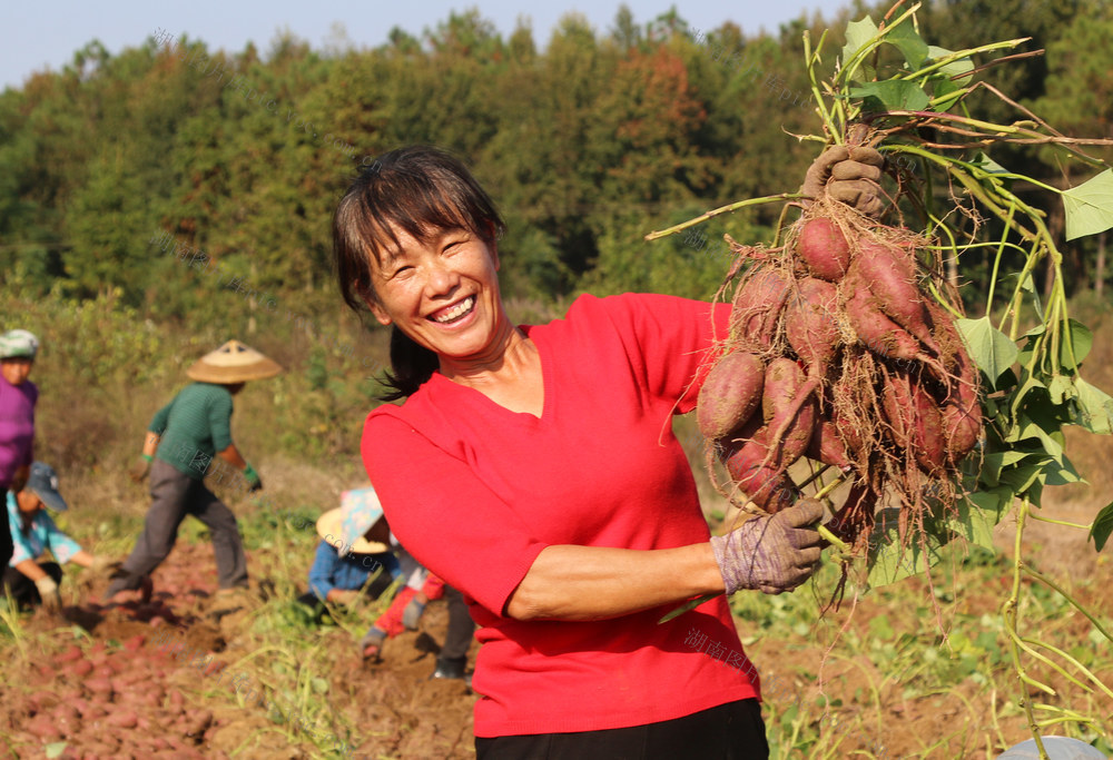 紫薯
丰收
农民
增收