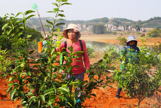 沃柑  管护  杀虫