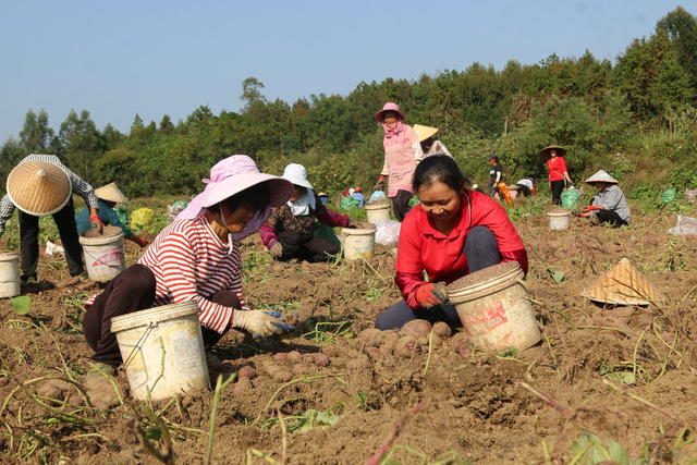 紫薯
丰收
农民
增收