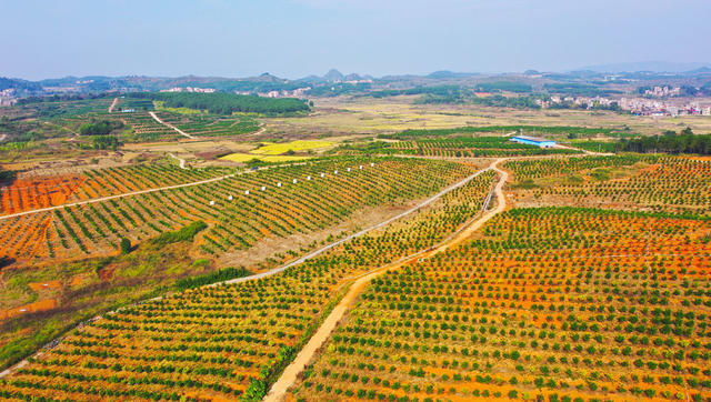 水果  沃柑  飘香  丰收