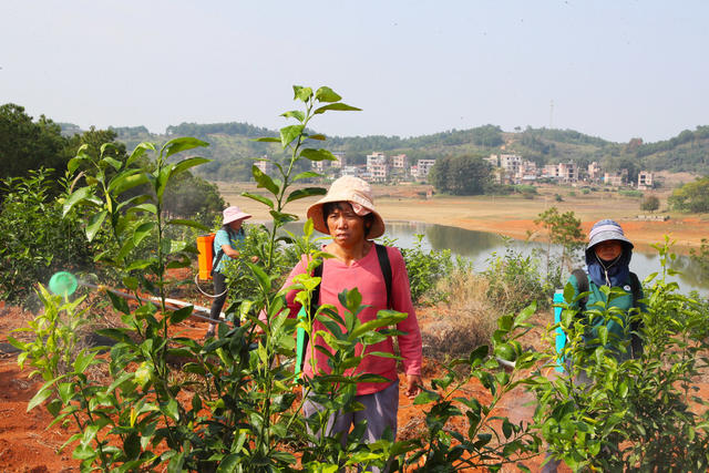 沃柑  管护  杀虫